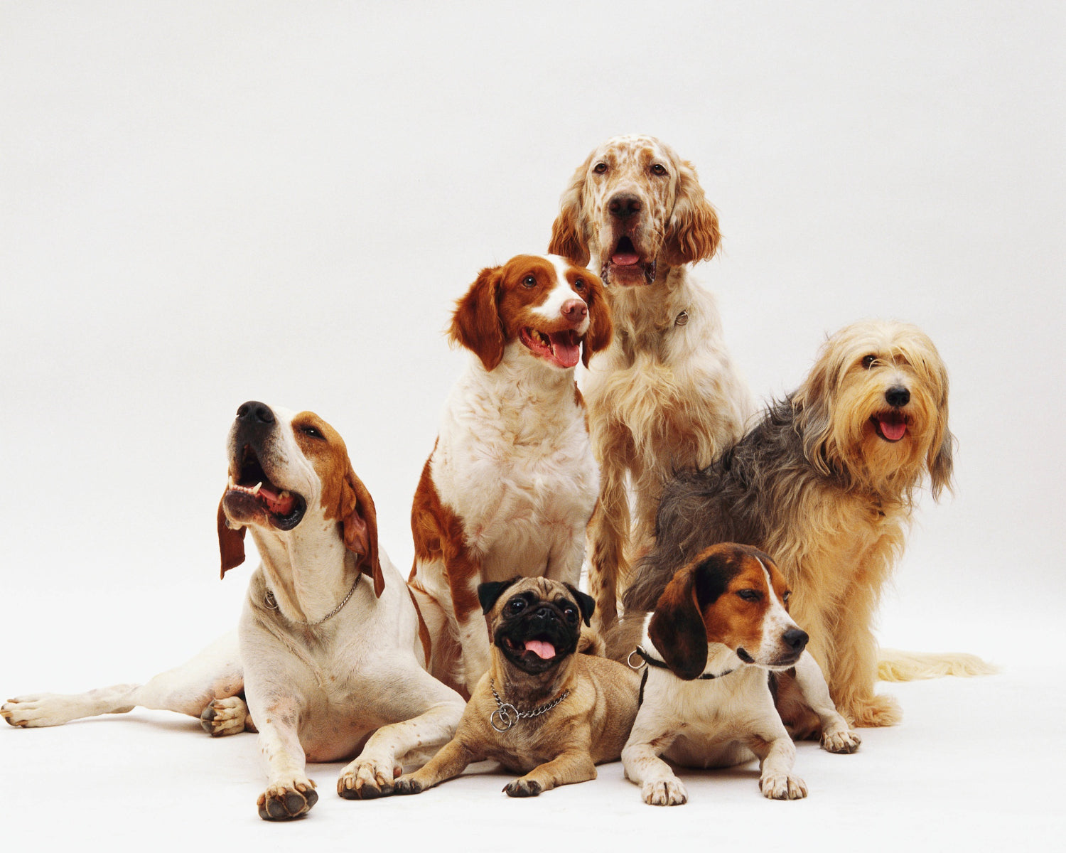 Cães