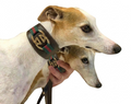 CONJ COLEIRA GALGO P