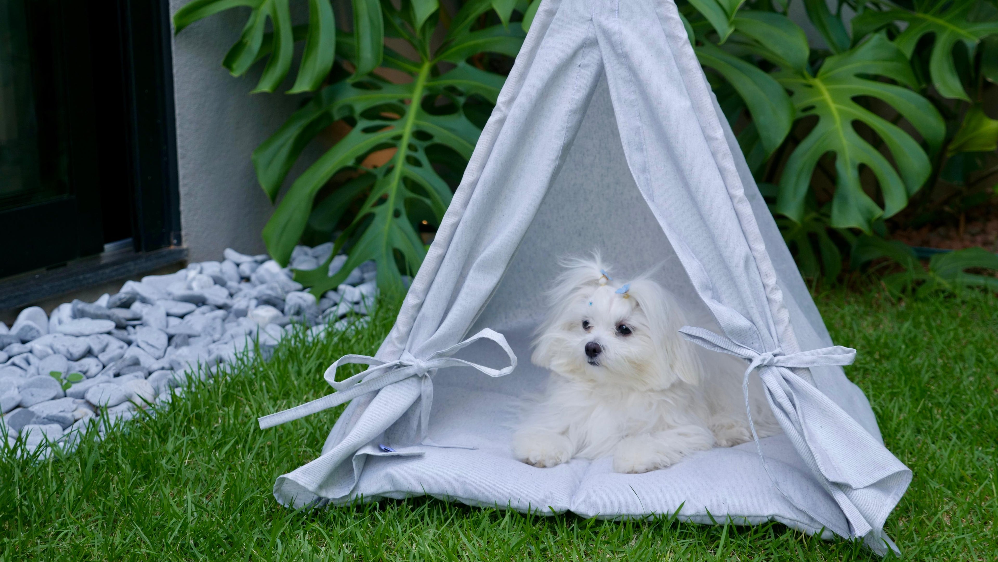 Cabaninha Pet de Luxo