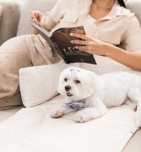 Capa Protetora Sofá