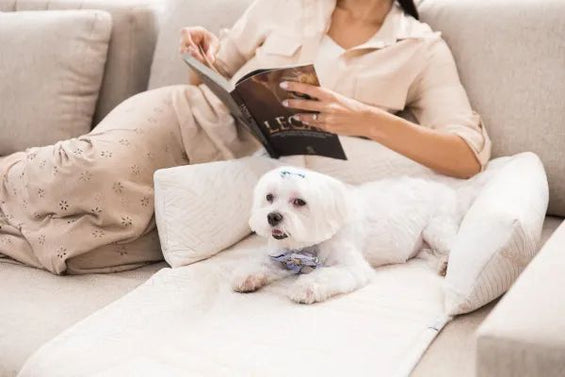 Capa Protetora Sofá