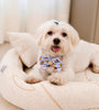 CAMA PET SYS COMFORT