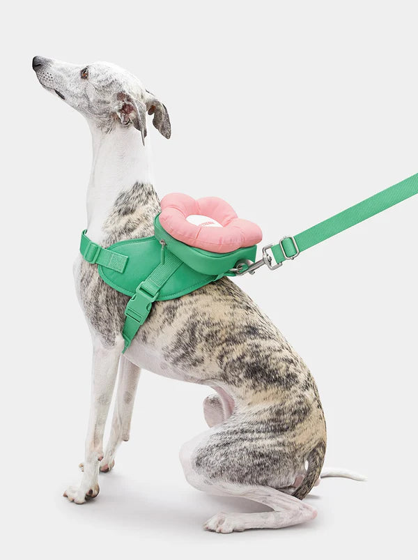 Vetreska-Conjunto Flora Pet com Mochila, Coleira e Guia 3 em 1
